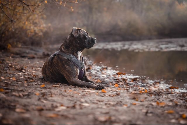 Pitbull: Všetko, čo potrebujete vedieť